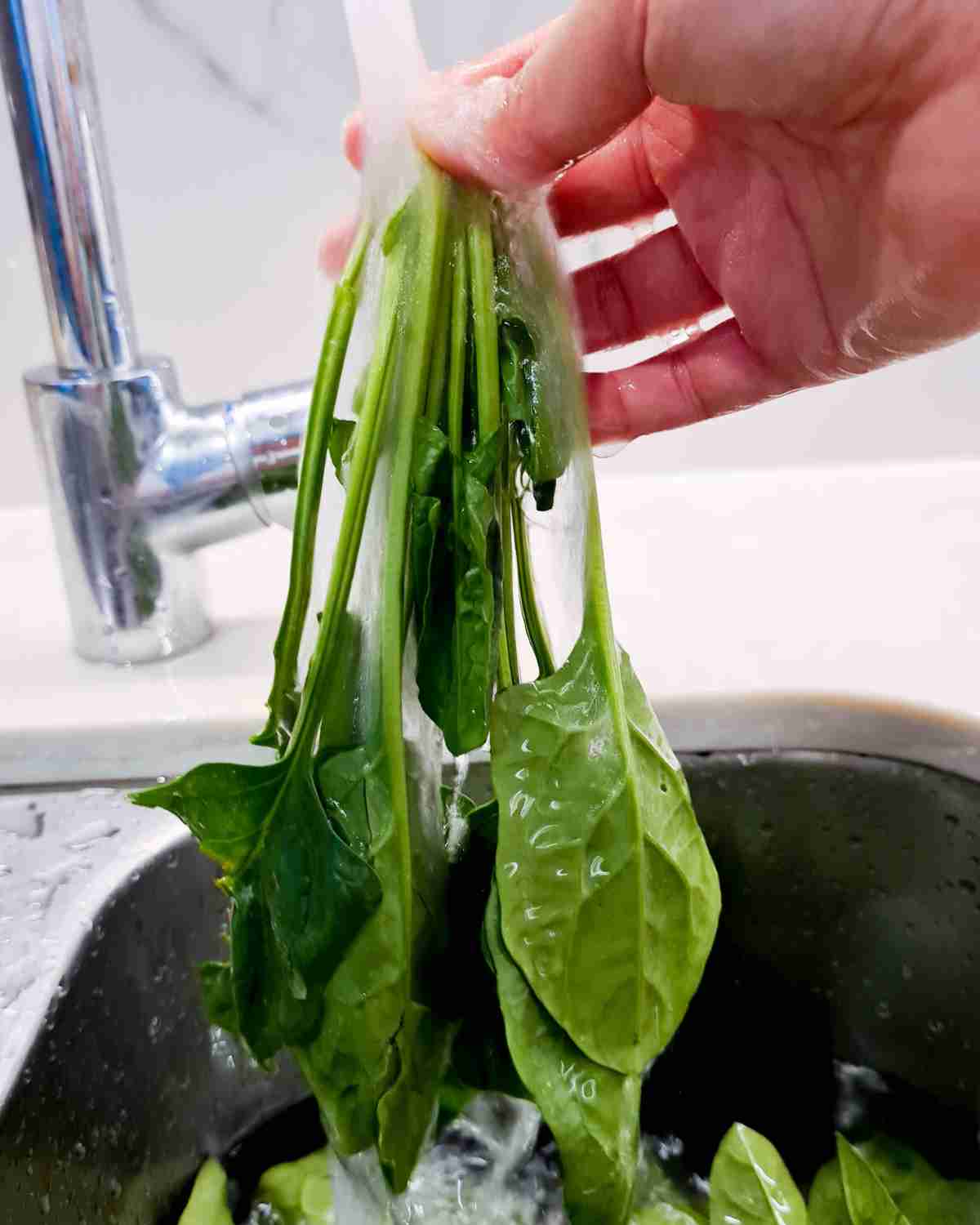 A plant of english spinach being washed under a running tap